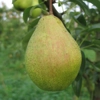 Photo de Poirier Légipont.