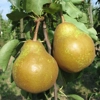 Photo de Poirier Poire à Clément.