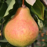 Photo produit - Poirier Poire à côte d’or
Belle de Moncheaux    