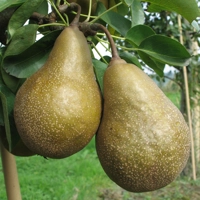 Photo produit - Poirier Poire à cuire grise de Wierre-au-Bois