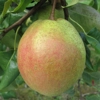 Photo de Poirier Poire de sang.