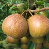 Photo de Poirier Poire Reinette.