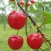 Photo de Cerisier Cerise de Moncheaux.
