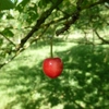 Photo de Cerisier Cerise du Sars.