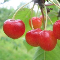 Photo produit - Cerisier Gascogne tardive de Seninghem