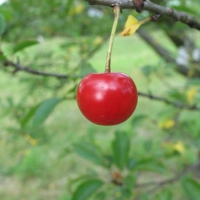 Photo produit - Cerisier Griotte de Vieux-Condé