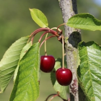 Photo produit - Cerisier Gros bigarreau de la Groise