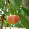 Photo de Cerisier Gros bigarreau d’Eperlecques.