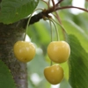 Photo de Cerisier Grosse cerise blanche de Verchocq.