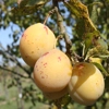 Photo de Prunier Goutte d'or de Coe.
