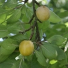 Photo de Prunier Prune de Floyon.