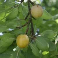 Photo produit - Prunier Prune de Floyon