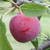 Photo de Prunier Reine-Claude rouge hâtive.