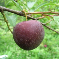 Photo produit - Prunier Sanguine de Wismes