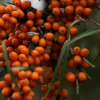 Photo produit - Hippophae Rhamnoides