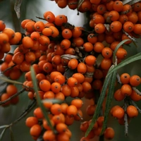 Photo produit - Hippophae Rhamnoides VL