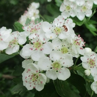 Photo produit - Crataegus Laevigata