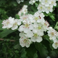 Photo produit - Crataegus Laevigata VL