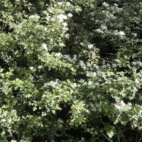 Photo produit - Crataegus Monogyna
