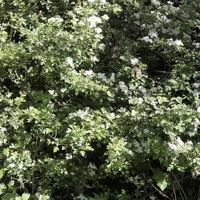Photo produit - Crataegus Monogyna VL