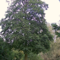 Photo produit - Alnus Cordata