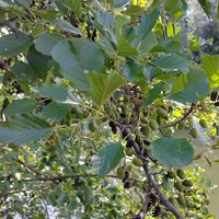 Photo produit - Alnus Glutinosa