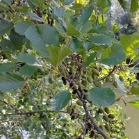 Photo produit - Alnus Glutinosa VL