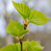 Photo produit - Betula Pendula I-BPE130FR