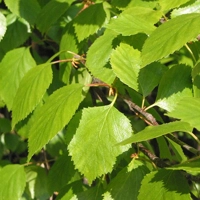 Photo produit - Betula Pubescens I-BPU130FR