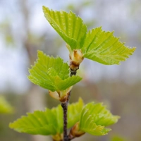 Photo produit - Betula Pendula VL