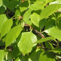 Photo produit - Betula Pubescent