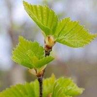 Photo produit - Betula Pendula