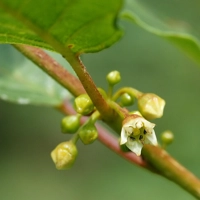 Photo produit - Frangula Alnus