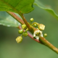 Photo produit - Frangula Alnus VL