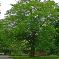 Photo produit - Carpinus Betulus I-CBE130FR