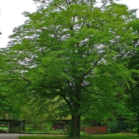 Photo produit - Carpinus Betulus