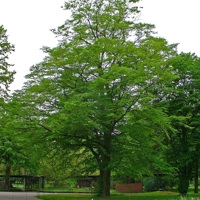 Photo produit - Carpinus Betulus VL