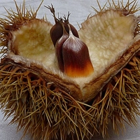 Photo produit - Castanea Sativa