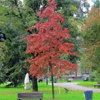 Photo produit - Quercus Palustris