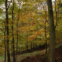 Photo produit - Quercus Petraea VL