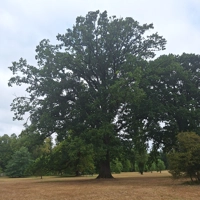 Photo produit - Quercus Robur VL
