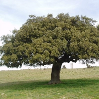 Photo produit - Quercus ilex QIL311 DUNES LITTORALES