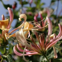 Photo produit - Lonicera Periclymenum VL