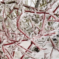 Photo produit - Cornus Alba Siberica