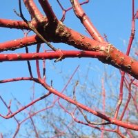 Photo produit - Cornus Alba