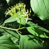 Photo produit - Cornus Sanguinea