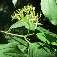 Photo produit - Cornus Sanguinea VL