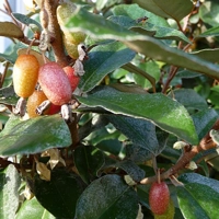 Photo produit - Elaeagnus Ebbingei