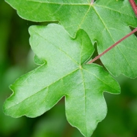 Photo produit - Acer Campestris I-ACA130FR