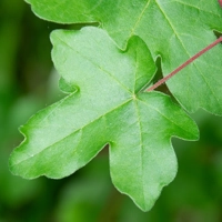 Photo produit - Acer Campestris 